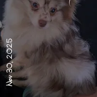 Lavender Merle DNA Tested Fixd, a female Pomeranian for sale in Columbus, OH – Photo 3 of 10