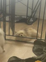 Fixed MaltiPom Sweet CANNOT Be Alone Must Have Dog Friends, a female Pomeranian and Maltipom for sale in Columbus, OH – 7 of 7