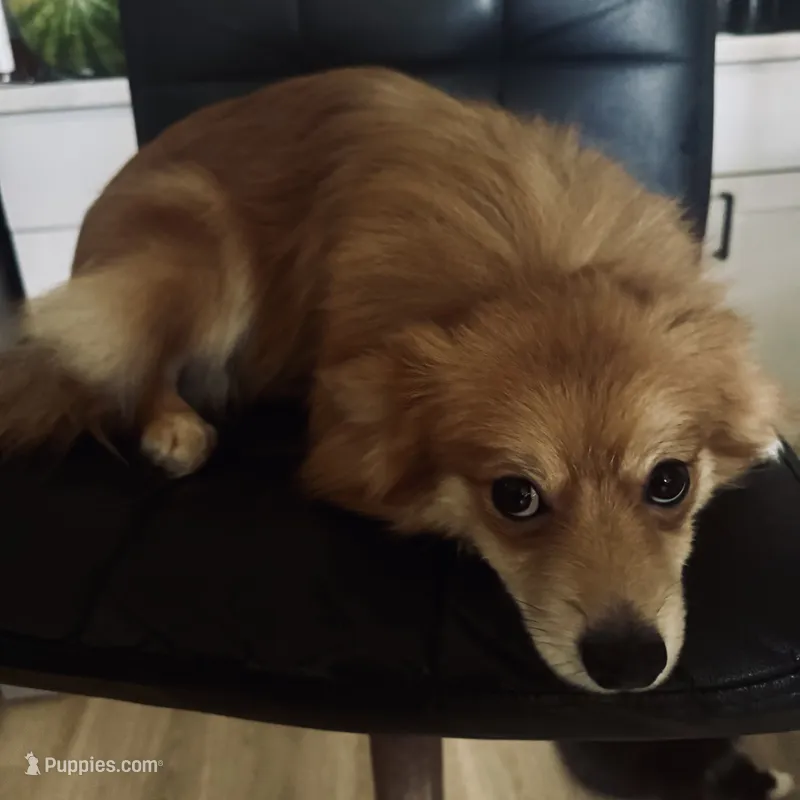 AKC Sable Born ECLIPSE includes INSURANCE Sweet Playful Well Handled – Pomeranian puppy for sale in Columbus, OH