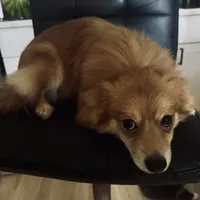 AKC Sable Born ECLIPSE includes INSURANCE Fox Face 🦊 Sweet, a male Pomeranian for sale in Columbus, OH – 3 of 10