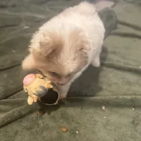 Born on ECLIPSE AKC Babydoll Face Gray Blue Eyes Lavender Merle, a male Pomeranian for sale in Columbus, OH – Photo 4 of 9