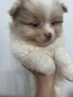 Born on ECLIPSE AKC Babydoll Face Gray Blue Eyes Lavender Merle, a male Pomeranian for sale in Columbus, OH – Photo 8 of 9