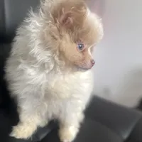 AKC Born on ECLIPSE Babydoll Face Gray Blue Eyes Lavender Merle, a male Pomeranian for sale in Columbus, OH – 5 of 10