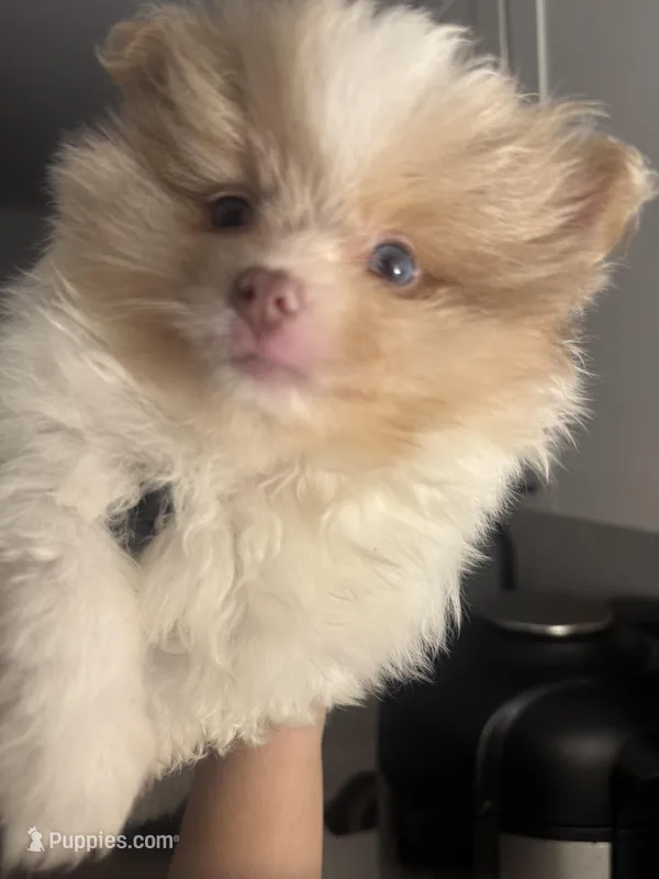 Born on ECLIPSE AKC Babydoll Face Gray Blue Eyes Lavender Merle – Pomeranian puppy for sale in Columbus, OH