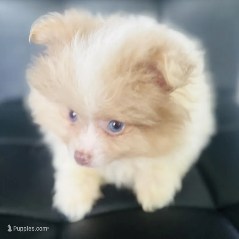 AKC Born on ECLIPSE Babydoll Face Gray Blue Eyes Lavender Merle – Pomeranian puppy for sale in Columbus, OH