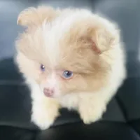 AKC Born on ECLIPSE Babydoll Face Gray Blue Eyes Lavender Merle, a male Pomeranian for sale in Columbus, OH – 1 of 10