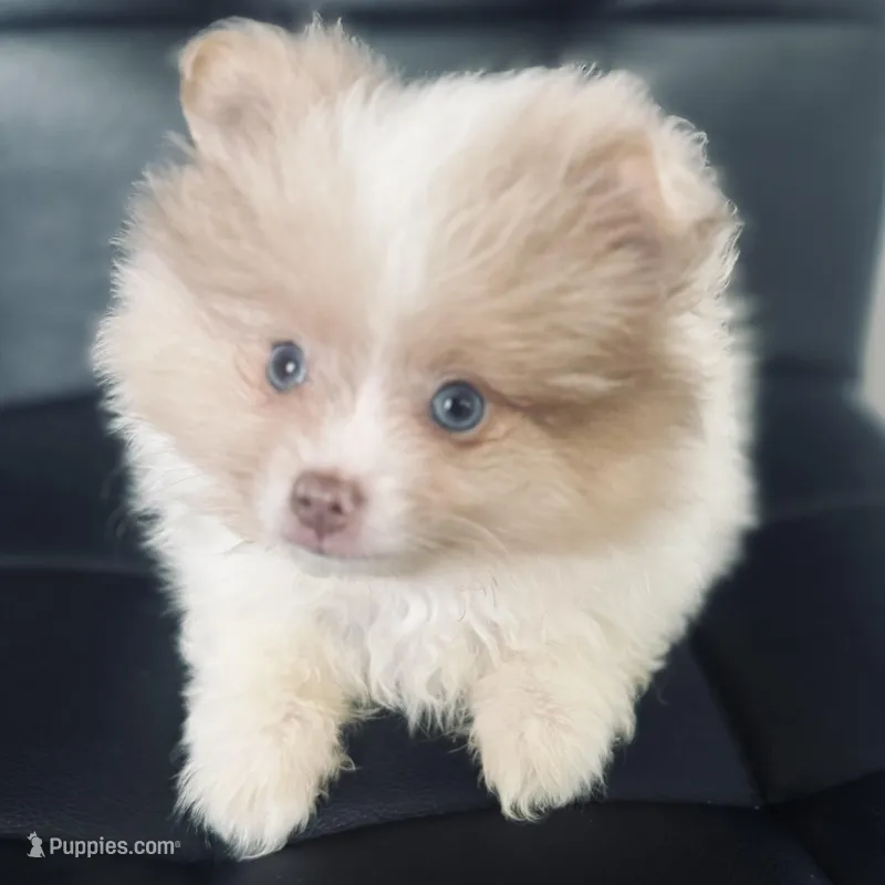 AKC includes INSURANCE Born on ECLIPSE Babydoll Face Merle – Pomeranian puppy for sale in Columbus, OH