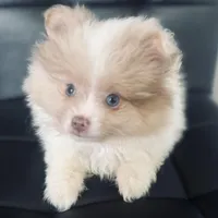 AKC Born on ECLIPSE Babydoll Face Gray Blue Eyes Lavender Merle, a male Pomeranian for sale in Columbus, OH – 2 of 10