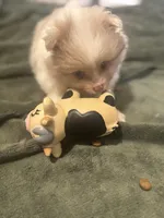 Born on ECLIPSE AKC Babydoll Face Gray Blue Eyes Lavender Merle, a male Pomeranian for sale in Columbus, OH – Photo 1 of 9