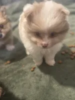 Born on ECLIPSE AKC Babydoll Face Gray Blue Eyes Lavender Merle, a male Pomeranian for sale in Columbus, OH – Photo 2 of 9