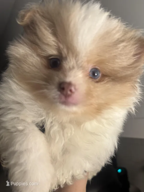 Born on ECLIPSE AKC Babydoll Face Gray Blue Eyes Lavender Merle – Pomeranian puppy for sale in Columbus, OH