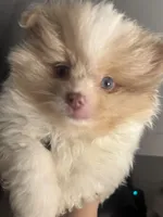 AKC Born on ECLIPSE Babydoll Face Gray Blue Eyes Lavender Merle, a male Pomeranian for sale in Columbus, OH – 7 of 10