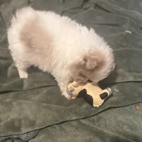 Born on ECLIPSE AKC Babydoll Face Gray Blue Eyes Lavender Merle, a male Pomeranian for sale in Columbus, OH – Photo 3 of 9