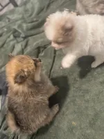 Born on ECLIPSE AKC Babydoll Face Gray Blue Eyes Lavender Merle, a male Pomeranian for sale in Columbus, OH – Photo 6 of 9