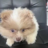 AKC Born on ECLIPSE Babydoll Face Gray Blue Eyes Lavender Merle, a male Pomeranian for sale in Columbus, OH – 3 of 10