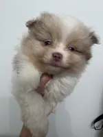 Born on ECLIPSE AKC Babydoll Face Gray Blue Eyes Lavender Merle, a male Pomeranian for sale in Columbus, OH – Photo 9 of 9