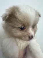 Born on ECLIPSE AKC Babydoll Face Gray Blue Eyes Lavender Merle, a male Pomeranian for sale in Columbus, OH – Photo 7 of 9