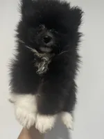 AKC XL Black Parti Tuxedo Mitten Toes Includes INSURANCE Throwback Pom, a male Pomeranian for sale in Columbus, OH – 8 of 8