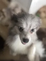 Fixed AKC Blue Merle Foxy ESCAPE RISK Athletic Sassy Sweet, a female Pomeranian for sale in Columbus, OH – 8 of 8