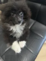 AKC Super Soft PUFFY Tuxedo Parti Includes INSURANCE XL Throwback, a male Pomeranian for sale in Columbus, OH – 10 of 10