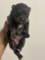 RARE Blue Lavender AKC includes INSURANCE DNA Tested Lines Purebred, a female Pomeranian for sale in Columbus, OH – 5 of 8