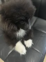 AKC Super Soft PUFFY Tuxedo Parti Includes INSURANCE XL Throwback, a male Pomeranian for sale in Columbus, OH – 2 of 10