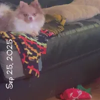 AKC Lavender Parti Sweet Fixed, a female Pomeranian for sale in Columbus, OH – Photo 5 of 5