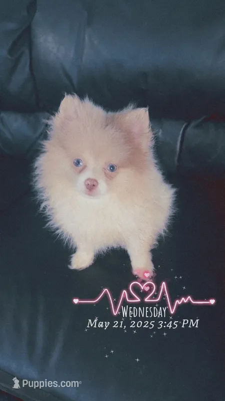 AKC Lavender Parti Sweet Fixed – Pomeranian puppy for sale in Columbus, OH