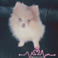 AKC Lavender Parti Sweet Fixed, a female Pomeranian for sale in Columbus, OH – Photo 1 of 5