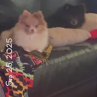 AKC Lavender Parti Sweet Fixed, a female Pomeranian for sale in Columbus, OH – Photo 3 of 5