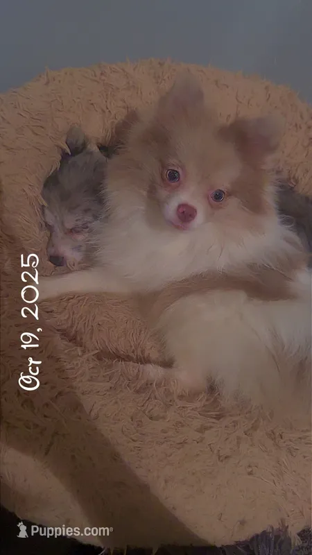 AKC Lavender Parti Sweet Fixed – Pomeranian puppy for sale in Columbus, OH