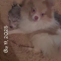 AKC Lavender Parti Sweet Fixed, a female Pomeranian for sale in Columbus, OH – Photo 2 of 5