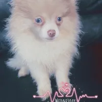 AKC Lavender Parti Sweet Fixed, a female Pomeranian for sale in Columbus, OH – Photo 4 of 5