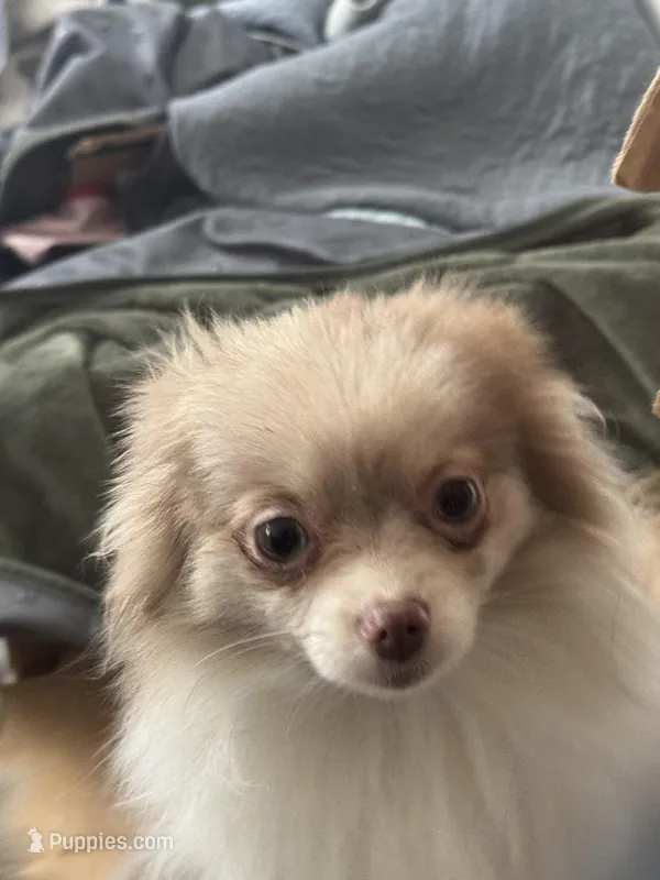 AKC Lavender Parti Sweet Fixed