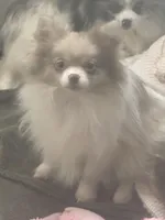 AKC Lavender Parti Sweet Fixed, a female Pomeranian for sale in Columbus, OH – Photo 8 of 9