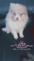 AKC Lavender Parti Sweet Fixed, a female Pomeranian for sale in Columbus, OH – Photo 5 of 9
