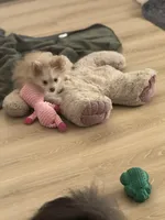 AKC Born ECLIPSE Includes INSURANCE Tan Fawn White Parti Fox Face Pom, a female Pomeranian for sale in Columbus, OH – 2 of 10