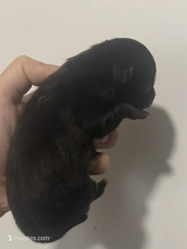 AKC includes INSURANCE Solid Black DNA Health Tested Lines – Pomeranian puppy for sale in Columbus, OH