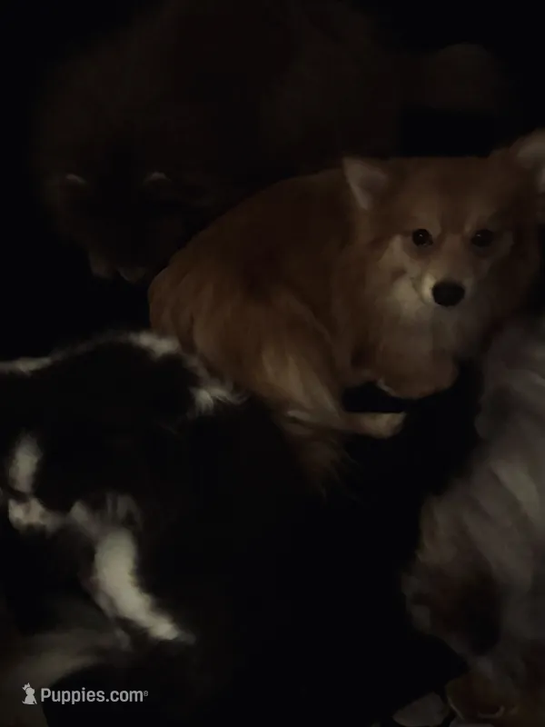 AKC Sable Born ECLIPSE includes INSURANCE Fox Face 🦊 Sweet – Pomeranian puppy for sale in Columbus, OH
