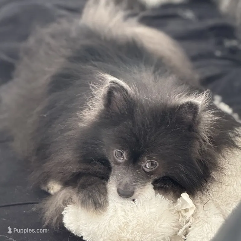 AKC includes INSURANCE Fox Face Blue  Sweet  – Pomeranian puppy for sale in Columbus, OH