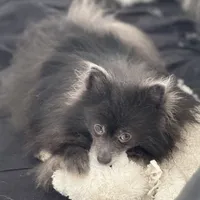 AKC includes INSURANCE Fox Face Blue  Sweet , a male Pomeranian for sale in Columbus, OH – 1 of 10