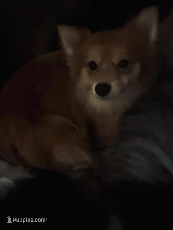 AKC Sable Born ECLIPSE includes INSURANCE Fox Face 🦊 Sweet – Pomeranian puppy for sale in Columbus, OH