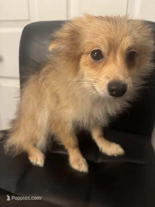 AKC Sable Born ECLIPSE includes INSURANCE Sweet Playful Well Handled – Pomeranian puppy for sale in Columbus, OH
