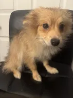 AKC Sable Born ECLIPSE includes INSURANCE Sweet Playful Well Handled, a male Pomeranian for sale in Columbus, OH – 2 of 10