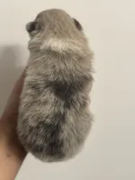 AKC RAREST Lavender BRINDLE Merle Gray Blu Gem Eyes includes INSURANCE, a female Pomeranian for sale in Columbus, OH – 8 of 10