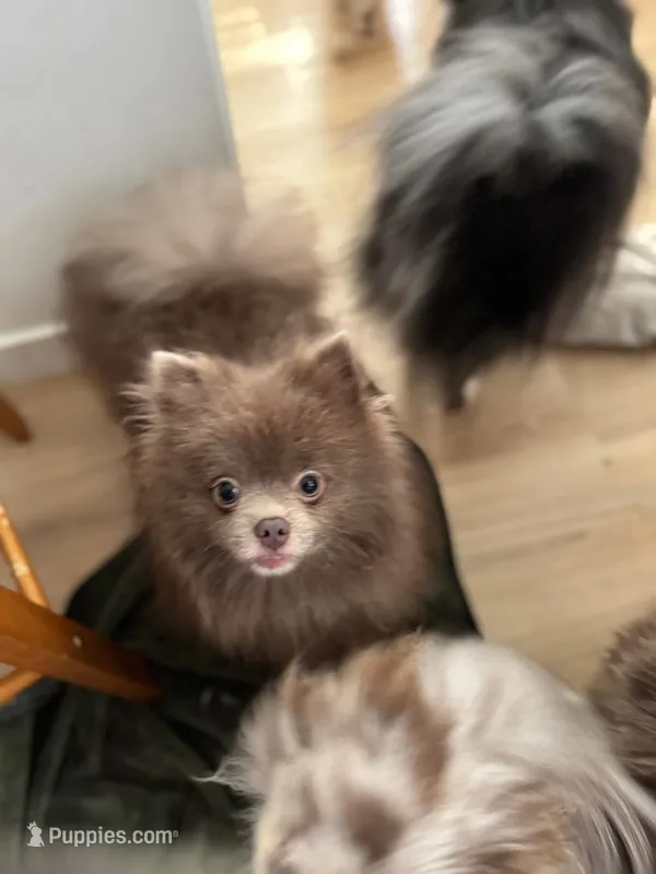 AKC includes INSURANCE Lavender Assistance Animal Candidate – Pomeranian puppy for sale in Columbus, OH