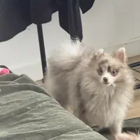 AKC Includes INSURANCE Lavender Merle Gray Blue Green Eyes, a male Pomeranian for sale in Columbus, OH – 10 of 10