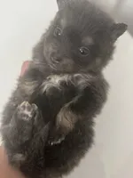 AKC RARE Blue Lavender Chocolate Silver includes INSURANCE DNA Tested, a female Pomeranian for sale in Columbus, OH – 10 of 10