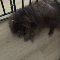 AKC includes INSURANCE Lavender Chocolate Pom Gentle, a male Pomeranian for sale in Columbus, OH – 5 of 10
