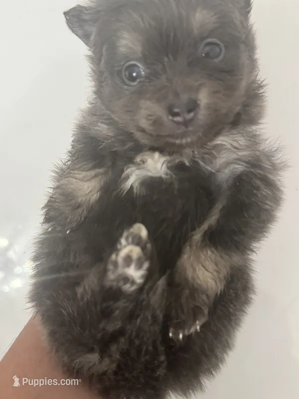 AKC RARE Blue Lavender Chocolate Silver includes INSURANCE DNA Tested – Pomeranian puppy for sale in Columbus, OH